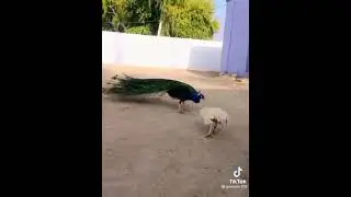 Peacock vs Rooster