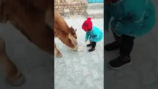 Unlikely friends: a Calf and a Golden Retriever Share Biscuits! 🐶🐮 #shorts​ #youtubeshorts​ #calf​ #