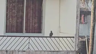A predatory feral pigeon trying to find out Magpie Robin next behind the AC box