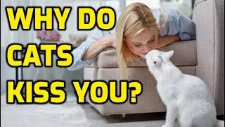 Why Does My Cat Try To Kiss Me?