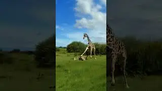 Giraffe Mother and Calf in Trouble as Lion Pride Closes In #predatorvsprey #animals #wildlife