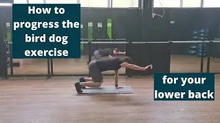 How to progress the bird dog exercise for your lower back | The MSK Physio
