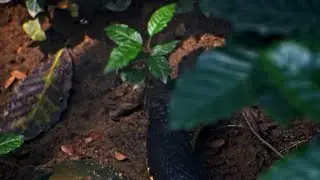 Venomous Snake vs. Fearless Cat! #WildlifeDocumentary #SnakeVsCat #Nature #EpicBattle #AnimalKingdom