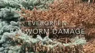Evergreen Bagworm Damage