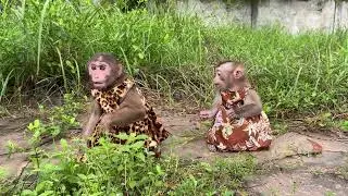 Funny Monkey Videos Of Monkey ChiChi & Linda