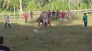 reak SE leburrr!!!! JAKA TINGKIR vs EMAS PERMATA || aduan sapi Bawean|| lapangan panyal-pangan