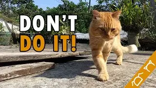 10 Things Cats Hate That Humans Do