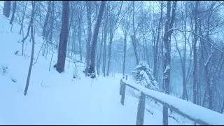 4K Snow Walk in Toronto Nature &ndash; Quiet Morning Snowfall | Ambient Walk