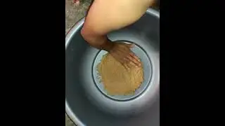 #bsf black soldier fly eggs for hatching| harvesting free