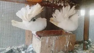 Além do Comum: Criação de Pombos Ornamentais em Moçambique