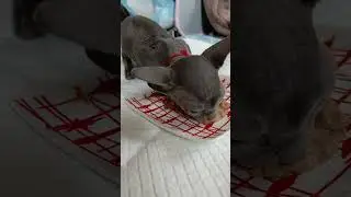 Первый прикорм #shortsvideo #monkey #прикольныекоты #животные #веселыекоты #animals #милота #прикол