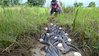 best fishing skills - catch a lot of fish in mud at rice field by best hand a smart fisherwoman