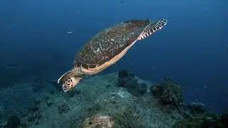 Diving Tenggol Island (GoPro Hero 10, Hugyfot Vision XS housing, AOI UWL-03 wet dome lens)