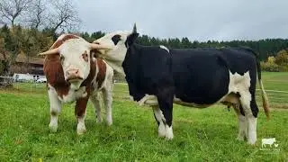 Mutterliebe - Zora und ihr Sohn Sam auf der Weide