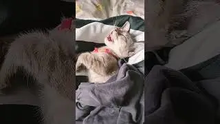 sleeping beauty #kitten #sleepingbeauty #meow