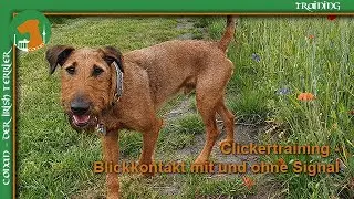 Clickertraining Teil 2 - Blickkontakt