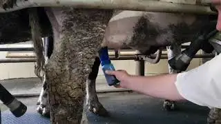 Alpha-Vet Hypred Power Blue Mix pr&oacute;ba fej&eacute;s
