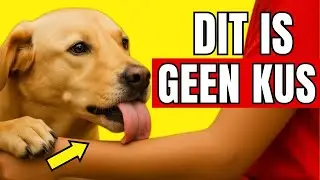 Als je hond je likt, DIT is wat het betekent!