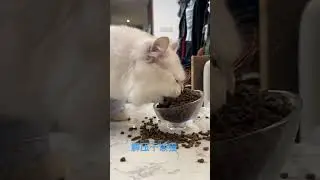 解压干饭猫Big mouth eating cat