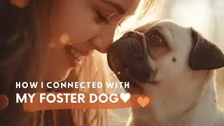 Talking to my Foster Dog 