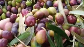 Que buena aceituna estamos cogiendo, calidad suprema.