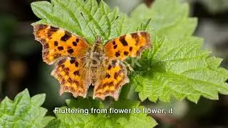 Fluttering Beauties: China's Spectacular Butterfly Species