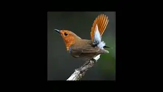 #birds  #birdingparadise #nature #birdwatch #birdspotting #birdwatching #birdsong