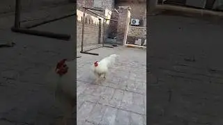 Come Come My Cute Rootoo