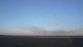 Snow  Geese at Pocosin Lakes NWR, North Carolina