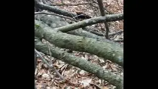Buck Mountain - Trail Maintenance