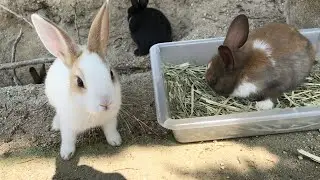 The shy baby bunnies vanished in the blink of an eye!