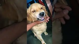 Golden Retriever Aggressive Shots #shots #cutedog #rajan&rsquo;spets4life