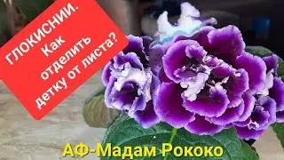 Глоксинии.Как отделить детку от листа.