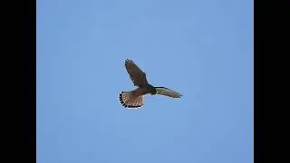 Female Kestrel hovering