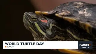 World Turtle Day