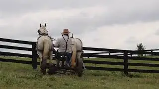 BEGINNER AND NOVICE FRIENDLY TEAM OF GRAY PERCHERON MARES, FULL SISTERS, RIDE & DRIVE