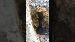 serena bee in tree