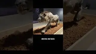El Le&oacute;n de Atlas #shorts #leones