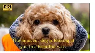 Animals with unique abilities. DOG