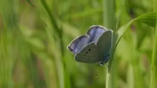 motyl modraszek aleksis (Glaucopsyche alexis; green-underside blue butterfly)