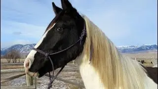 Thriller' Chisum Trail 2011 TWHBEA SSHBEA Black Tobiano Gelding - FOR SALE
