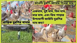 ১ দিন বয়সী ফাওমি মুরগির বাচ্চা থেকে শুরু করে, ডিম পাড়ার উপযোগী মুরগি।#ফাউমি_মুরগি #ফাউমি #ফাওমি 