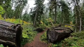 Twin Firs Loop – Mount Rainier’s Ancient Forest | 360° VR Nature Walk (4K)