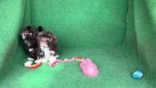 Baby Ruth & Snickers - DOB: 10/26/25