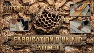 Un nid XXL pour mes Messor barbarus – Elles l’adorent déjà! #fabrication #turorial #Fourmilière #DIY