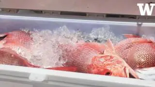 Mislabeled seafood may be more sustainable, new study finds