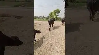 buffalo swim in pound