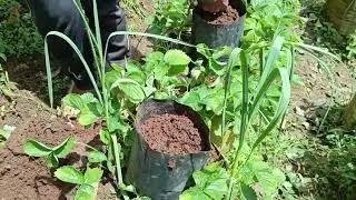 IT'S THIS EASY TO PLANT STRAWBERRIES..!!
