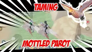 UTOPIA : ORIGIN INDONESIA - TAME MOTTLED PARROT 