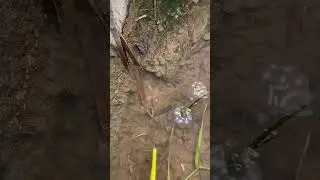Best technique of eel fishing by scissor at night.result is superb.#fishingtechniques #eelfishing